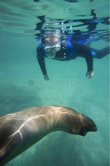 Galapagos Seelöwe und Taucher Isabella Galapagos