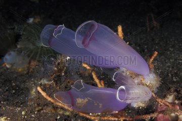 Sea Squirt filtring water Komodo Indonesia