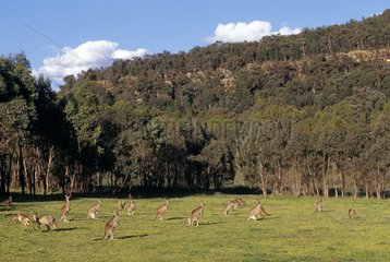 Group of Eastern Grey kangaroos Warrumbungle NP