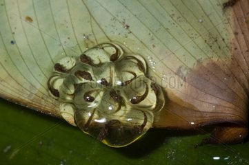 Frog eggs in Guyana