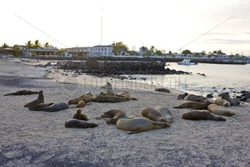 Kolonie von Galapagos Seelöwen an der Küste Galapagos