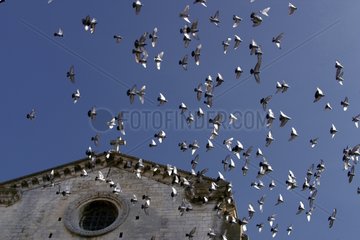 Inländische Tauben  die aus einer Drôme Frankreich -Kirche fliegen