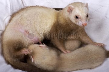 Female Ferret nursing its young people of 6-7 weeks France