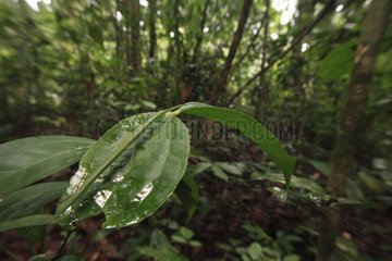 Motionless Stick Insect on a leaf in the rainforest Sumatra