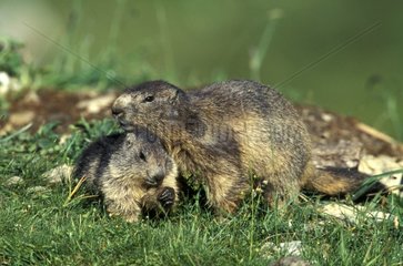 Marmotte des Alpes adulte et jeune PN Vanoise France