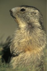 Marmottons des Alpes dressé sur ses pattes arrières France