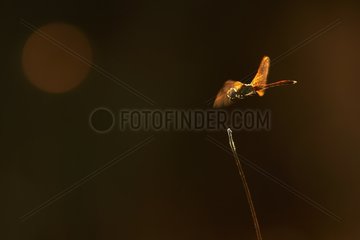 Libellefly posiert auf einem Stamm Méjean Sumpf Frankreich