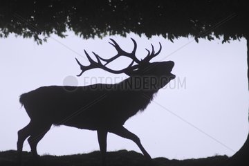 Silhouette of male deer in the forest edging Germany
