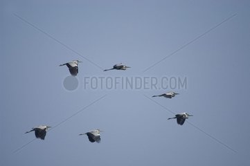 Flug von Grey Herons Frankreich
