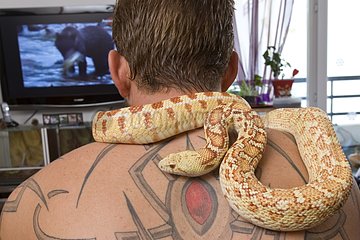 Man watching TV with his snake Pituophis
