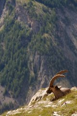 Alpine ibex lying in the Alps
