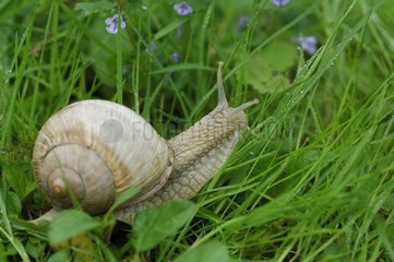 Burgundy snail in grass Ile-de-France