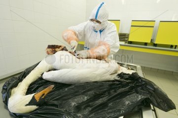 Autopsy of a corpse of swan Moselle France