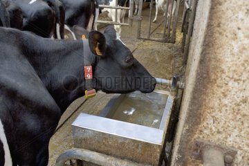 Kuh prim 'Holstein trinkt Frankreich
