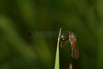 Dance Fly feeding on a blade of grass Moeraske Evere