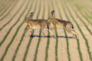 European Hares fighting Champagne France