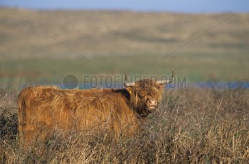 Scottish cow Holland