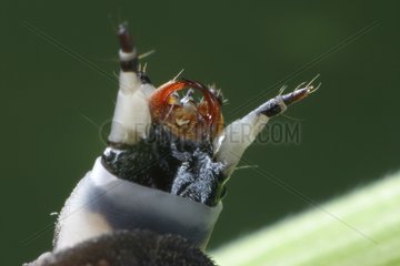 Macrophotographie d'une tête de larve du ver luisant