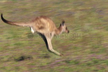 Eastern Grey kangaroo jumping Warrumbungle NP