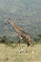 Giraffe walking in the bare savanna Serengeti NP Tanzania