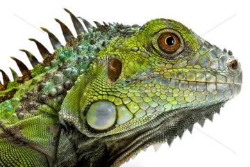 Portrait of Green iguana in studio