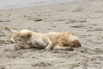 Labrador rollt im Sand Oostduinke Belgien