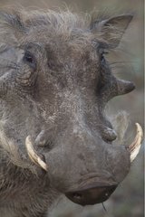 Portrait of Warthog Kruger National Park South Africa