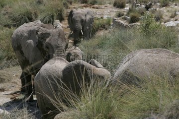 Elephants moving in Indian row Samburu Kenya