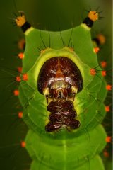 Diurnal Butterfly caterpillar in a private breeding
