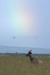 Topi in savanna Masai Mara Kenya