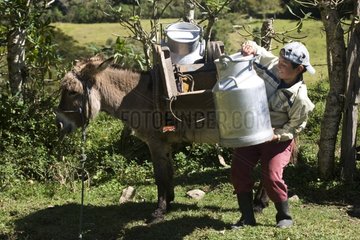 Child loading milk on an Ass Irubi High Andes Ecuador