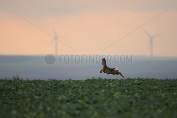 Roe deer jumping in a field Marne France