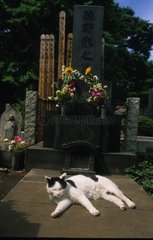Gutterkatze auf dem Japan -Friedhof von Yanaka Tokyo Japan