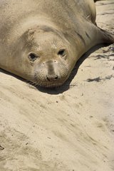 Femelle Eléphant de mer allongée sur le sable USA