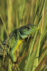 European green lizard in the grass Var France