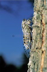 Cicada on a tree trunk Plaine des Maures France