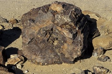 Piece of wood petrified on the sand of the desert Namibia