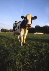 Porträt einer Holsteinkuh in einem Feld Frankreich
