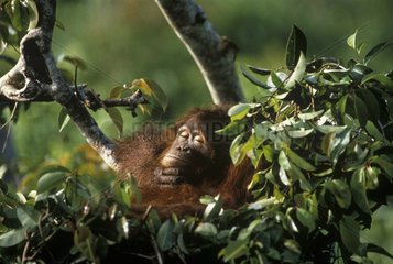 Orang-outan dormant dans son nid Sabah Bornéo Malaisie