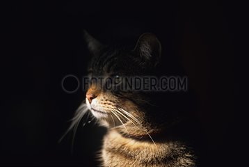Spiel des Schattens und Lichts auf dem PortrÃ¤t einer Katze Frankreich