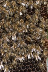 Honigbienen auf Alveolen Isère Frankreich