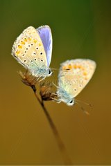 Tägliche Schmetterlinge  die auf einem trockenen Blütenstand ruhen