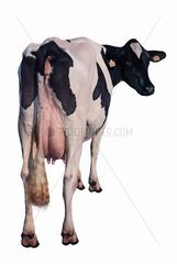 Vache Prim'Holstein de dos