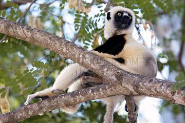 Verreaux's sifaka sit on a branch Madagascar