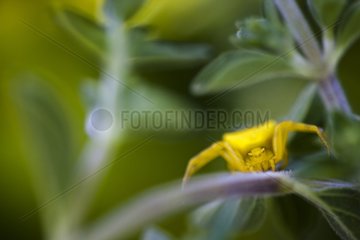 Crab spider lying in wait in the foliage in the Luberon