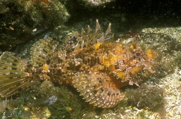 Skorpionfische mit Larges -kalkaliertem Rock Cerbere Frankreich