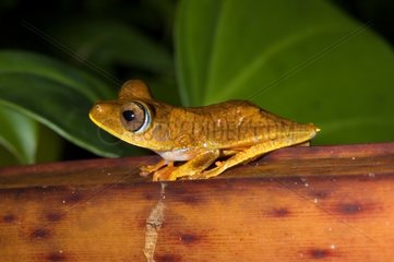 Map Treefrog on a stem French Guiana