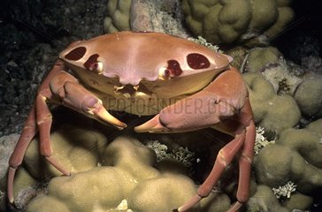 PortrÃ¤t von Krabben auf dem Meeresboden Rangiroa FranzÃ¶sisch -Polynesien