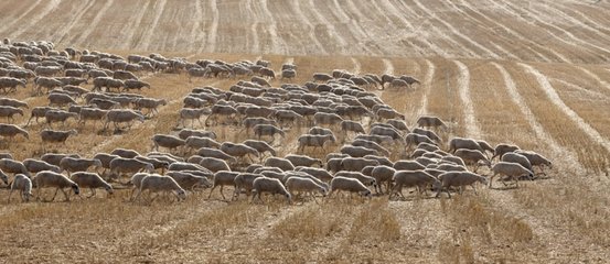 Chura flock of sheep moving on stubble Spain