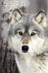 Portrait of a Gray Wolf to the USA